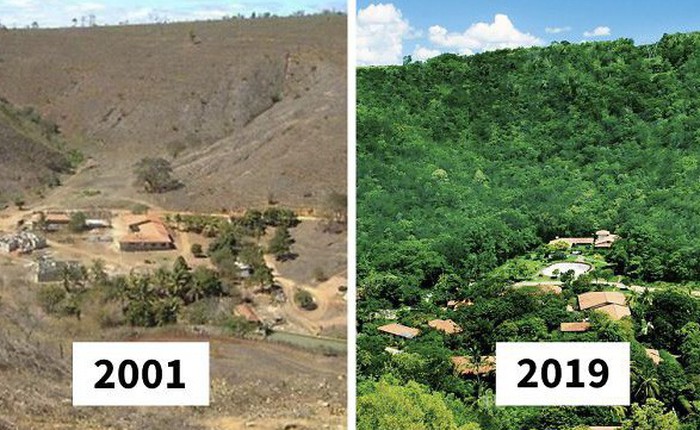 Trồng 4 triệu cây trong 20 năm, cặp vợ chồng Brazil hồi sinh khu rừng từng đối mặt sa mạc hóa, mở ra ngôi nhà cho hàng trăm loài động vật