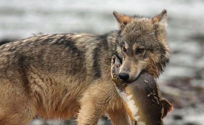 Gặp gỡ loài sói hiếm biết bơi và thích ăn hải sản