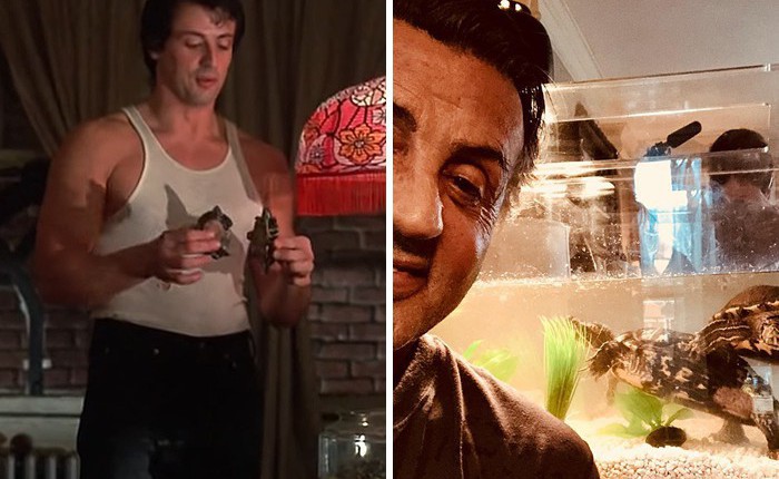 2 con rùa trong "Rocky" vẫn còn sống nhăn, chúng vừa tái hợp với Sylvester Stallone sau 43 năm