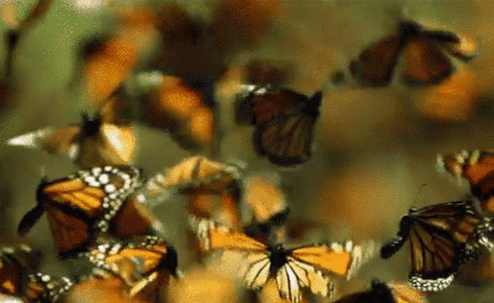 Đây là âm thanh kỳ diệu của hàng triệu con bướm tung cánh bay cùng một lúc