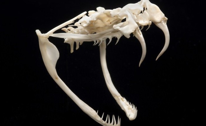 Hơn 1.500 năm trước, có người ăn sống cả con rắn đuôi chuông, đi ngoài ra cái răng nanh dài 11 milimet