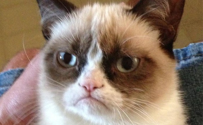 Grumpy Cat - Mèo Cáu Kỉnh đã yên nghỉ ngàn thu, thọ 7 tuổi
