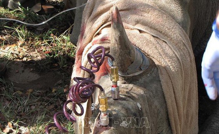 Tiêm thuốc độc vào sừng để... cứu 700 con tê giác