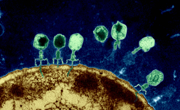 Vũ khí mới chống lại siêu vi khuẩn kháng kháng sinh: Những con virus biến đổi gen
