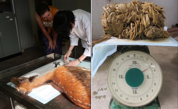 Hươu Nara nổi tiếng Nhật Bản "chết đói" vì ăn phải 3,2kg rác nhựa
