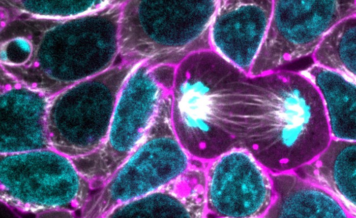 Đột phá: Các nhà khoa học lần đầu xây dựng thành công mô hình nguyên phân của tế bào gốc