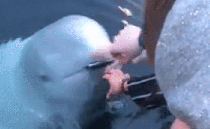 Cá voi trắng được internet tuyên dương vì nhặt được iPhone đem trả người mất