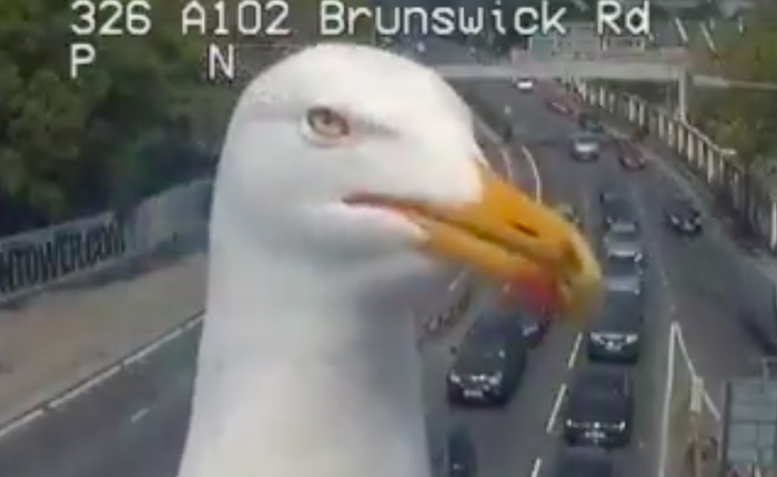 Con chim hỗn xược chắn mất camera giao thông chẳng hiểu sao thu hút tới 2,84 triệu views