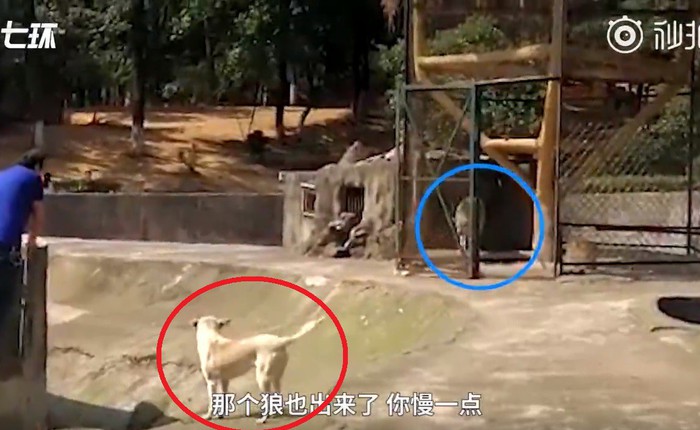 Bị internet la ó vì nhốt chó nhà vào chuồng sói, vườn thú Trung Quốc bảo "làm thế cho chúng có bạn"