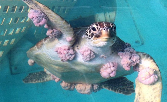 Chúng ta chữa ung thư cho những con rùa, và đây là cách chúng trả ơn chúng ta