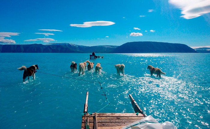 Greenland mất đi 2 tỷ tấn băng chỉ trong 1 ngày, chó kéo xe không còn băng tuyết để mà chạy