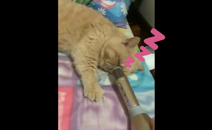 Tiếng ngáy hư hỏng của mèo Nhật qua mic karaoke bất ngờ đem về 2,3 triệu lượt xem