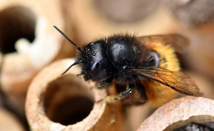 Hệ lụy gì đằng sau hiện tượng nhiều loài ong hoang dã bắt đầu sử dụng nhựa làm vật liệu xây tổ