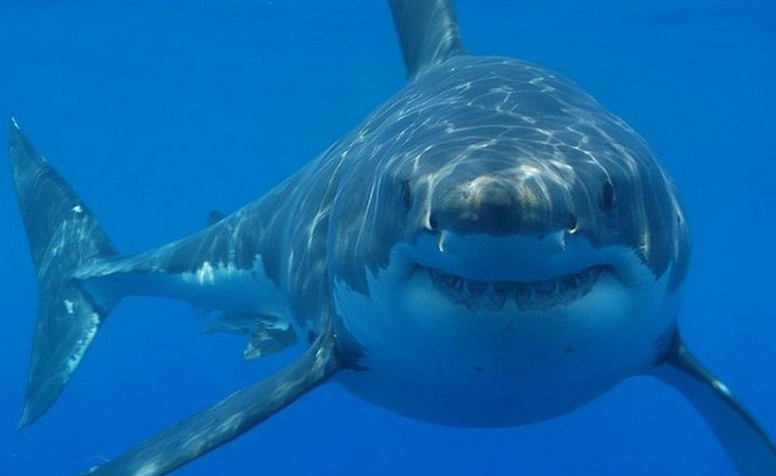 Ngắm công trình chế tác “Siêu cá mập” khiến người xem không khỏi ngỡ ngàng vì độ khủng của nó