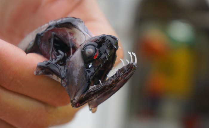 Bí ẩn biển sâu: Cá rồng với một hàm răng kỳ diệu, xứng đáng với cái tên của chúng