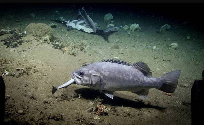 Xem cảnh con cá mập xấu số bị một loài cá sống ở dưới đáy đại dương “tiêu diệt” trong chớp nhoáng