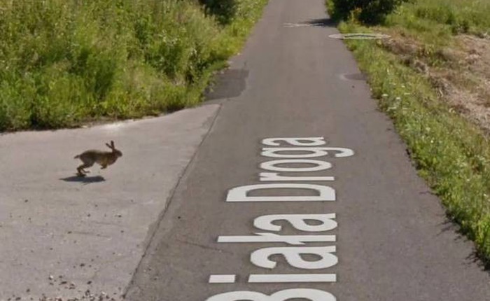 Google Street View ghi lại cảnh xe chụp hình đường phố đâm phải con thỏ lao qua đường