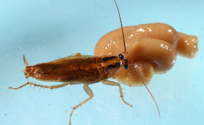 Nghiên cứu mới: Gián Đức đã tiến hóa để kháng thuốc diệt côn trùng