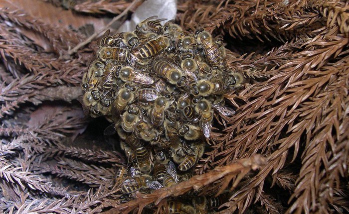 Khi bị ong bắp cày tấn công, ong mật Nhật Bản sẽ bu lấy đối thủ, đồng loạt rung lên để nướng chín kẻ địch