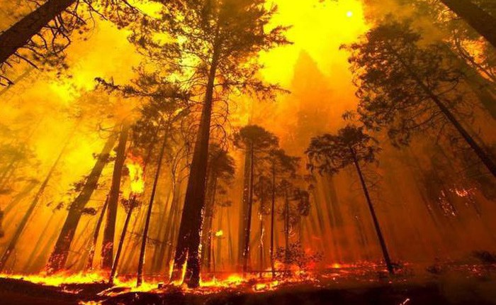 Cánh rừng lớn thứ hai thế giới đang nhả lượng CO2 tích trữ cả ngàn năm ra bầu khí quyển chỉ vì nạn phá rừng