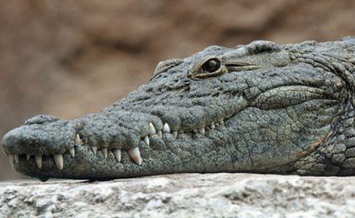 Nghiên cứu mới: Tổ tiên của cá sấu ngày nay là loài ăn chay
