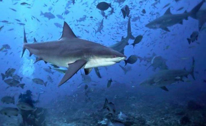Túi nhựa, ngư cụ của con người đang trở thành mối đe dọa khủng khiếp đối với cuộc sống của loài cá mập
