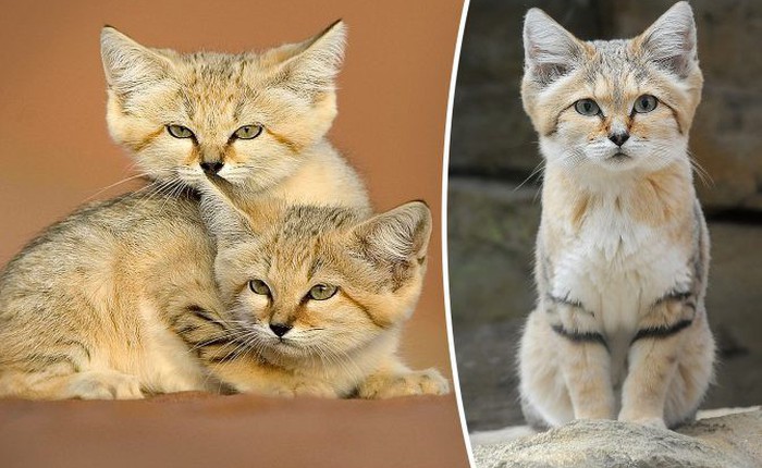 Mèo cát Ả Rập - loài mèo "tàng hình" lần đầu tiên xuất hiện trước ống kính máy ảnh sau 10 năm vắng bóng