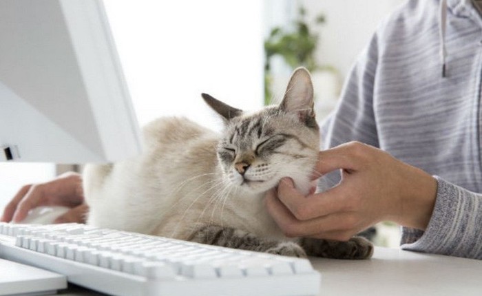 Chuyện lạ: Công ty công nghệ Nhật Bản này trích hẳn một khoản bồi dưỡng tiền nuôi mèo cho nhân viên