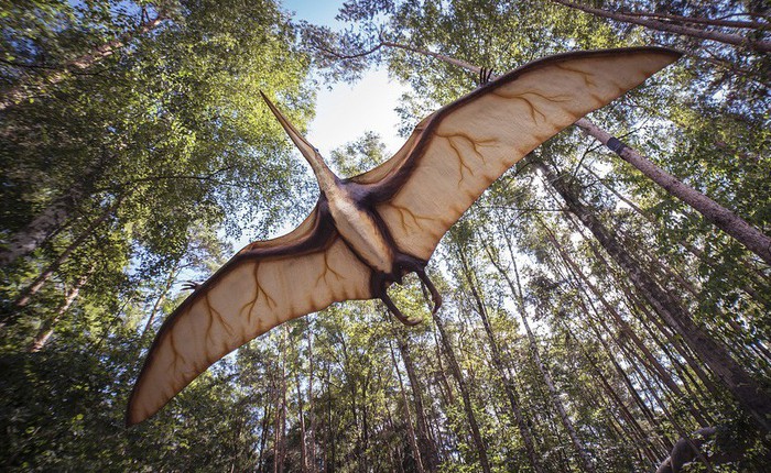 Loài khủng long Pterodactyl, động vật có xương sống duy nhất trên trái đất có thể bay và tự kiếm mồi ngay sau khi chào đời