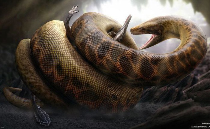 Trăn Anaconda chỉ là loài vật tí hon bởi trăn khổng lồ Titanoboa có thể nuốt chửng cả khủng long