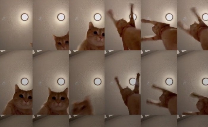 Chú mèo gây sốt mạng xã hội vì sự siêu đáng yêu của mình trên Tik Tok