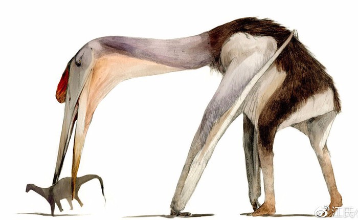 Hatzegopteryx - Loài "khủng long bạo chúa" trên không