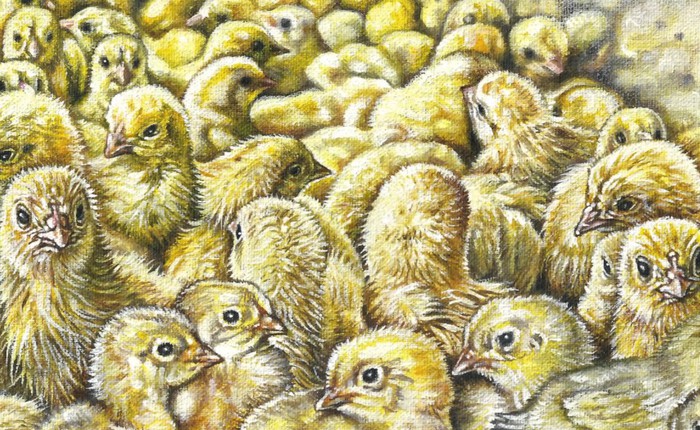 Mỗi năm, 7 tỷ con gà trống con sẽ bị giết ngay khi vừa mới nở: Công nghệ trứng nhân đạo này sẽ thay đổi điều đó