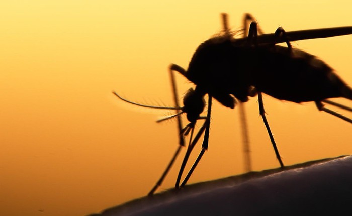 Bé nhỏ là thế, tại sao muỗi có thể đe dọa mạng sống của một nửa dân số thế giới?