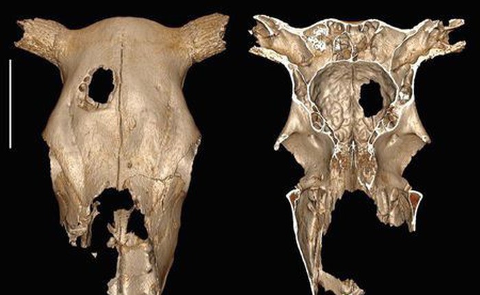 Con người đã thực hiện phẫu thuật sọ trên gia súc từ 5000 năm trước?