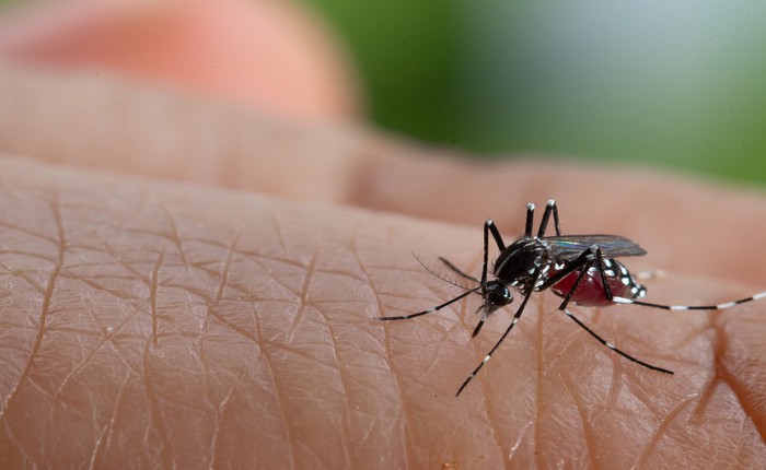 Kết hợp 2 kỹ thuật diệt muỗi bí truyền, các nhà khoa học triệt tiêu được 94% lượng muỗi tại hai hòn đảo Trung Quốc