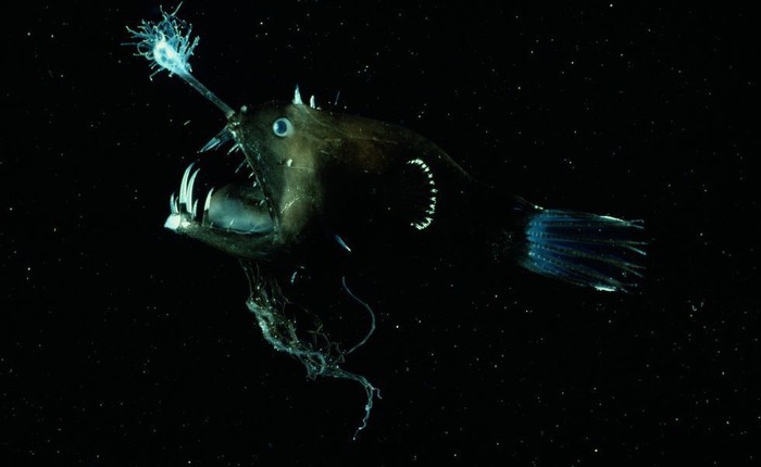 Cá lồng đèn: tên dễ thương nhưng mặt thì khì không thương nổi và có những hành vi đáng sợ nhất đại dương