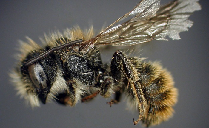 Chính phủ Anh kết án tử hình 1 con ong, nhưng chưa kịp bắt giữ thì đối tượng đã bỏ trốn theo đường chim bay