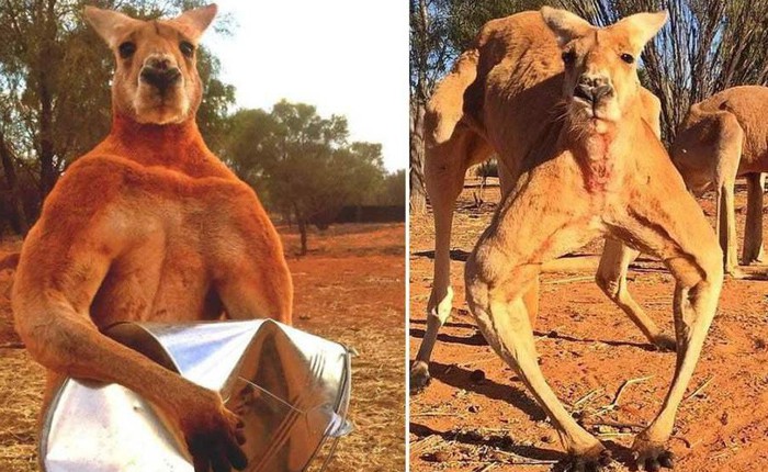 Kangaroo thời cổ đại: Cao tới 3m, nặng hơn 100kg, xương hàm cứng như thép có thể xẻ đôi thân cây lớn
