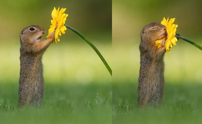 Những hình ảnh về một chú sóc ngửi hoa sẽ 'đốn tim' bạn ngay tức thì