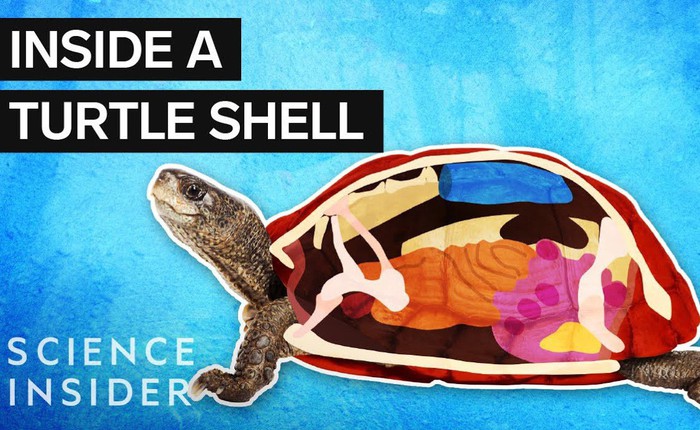 [Vietsub] Loài rùa thở bằng mông và những sự thật thú vị bên trong lớp mai của chúng