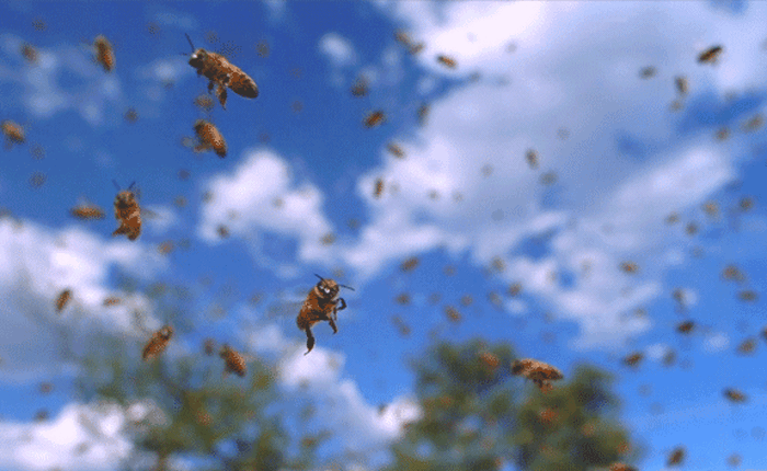 Nếu loài ong biến mất, nhân loại chỉ có thể tồn tại thêm được 4 năm?