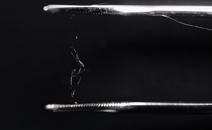 Tơ nhện nhân tạo có thể thay thế nhựa trong tương lai