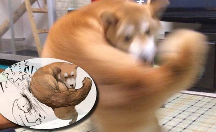 Khoảnh khắc chú chó Shiba quay đầu 'tung nắm đấm không trượt phát nào' như Saitama bất ngờ gây sốt trên MXH