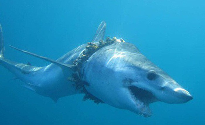 1000 con cá mập đang phải sống hết sức khổ sở - minh chứng rõ ràng nhất về tác hại của nhựa với đại dương
