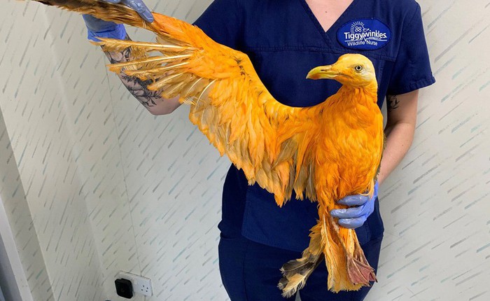 Chú chim vàng óng sang trọng khiến các chuyên gia ngỡ ngàng, hóa ra là con mòng biển ngã vào bột cà-ri