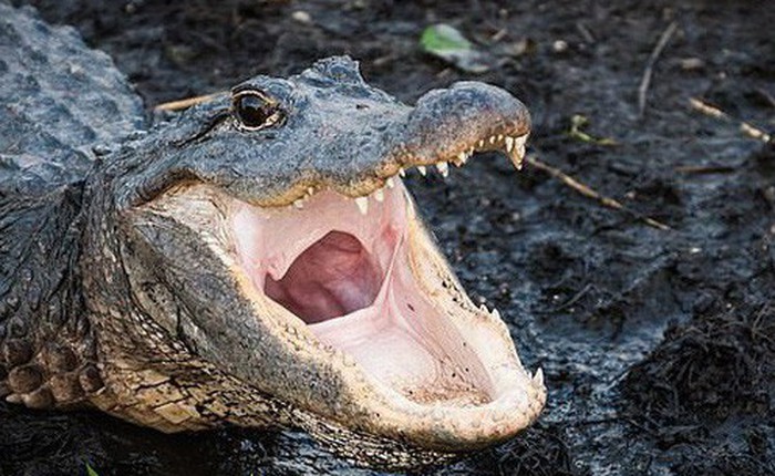 Mỹ: Tội phạm xả ma túy xuống bồn cầu làm cá sấu bị nghiện