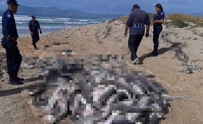 Hình ảnh kinh hoàng khi hàng tá xác cá chất thành đống trên bờ biển cho thấy sự tàn bạo của hoạt động khai thác vi cá mập