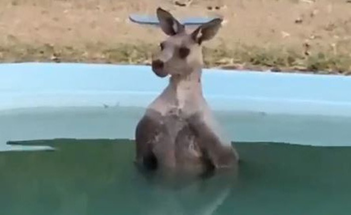 Lại là nắng nóng ở Úc: Con kangaroo thản nhiên lao vào bể bơi nhà dân để ngâm mình cho nó mát