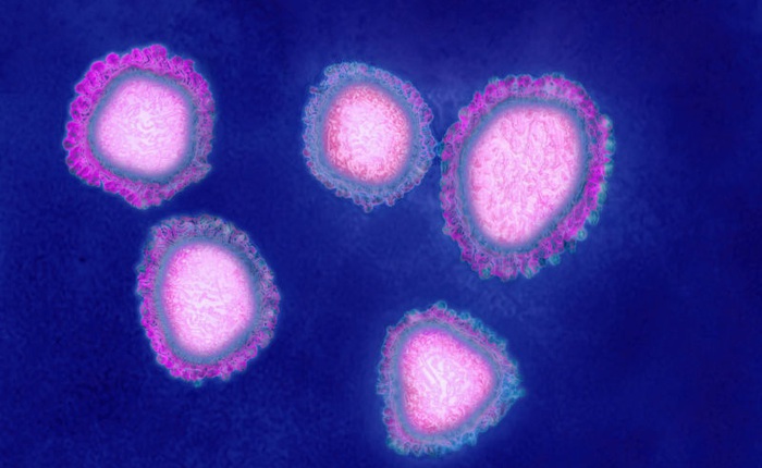 Virus gây bệnh phổi bí ẩn ở Trung Quốc là một chủng chưa từng được biết đến